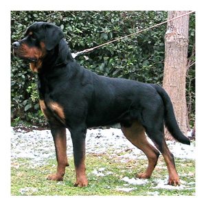 Furio